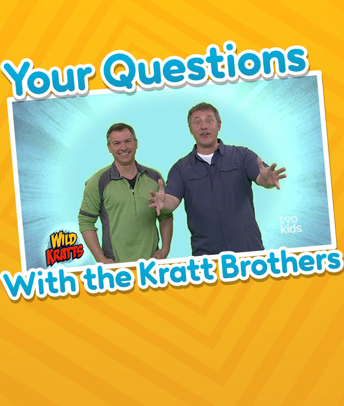Wild Kratts | TVOKids.com